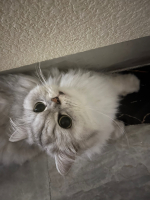 リン先生